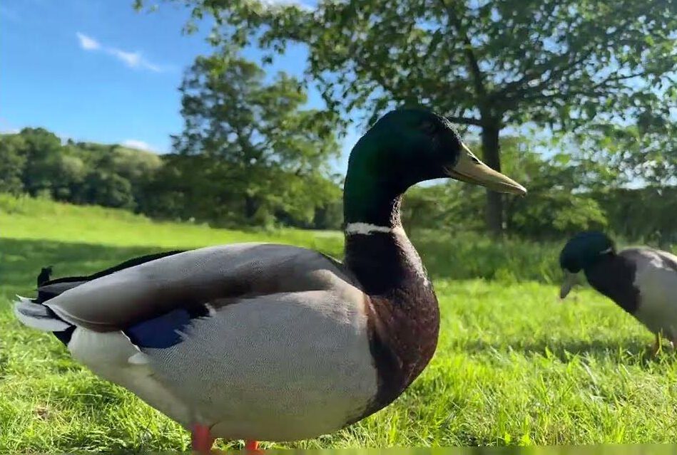 Duck the movie film (High Quality Content)